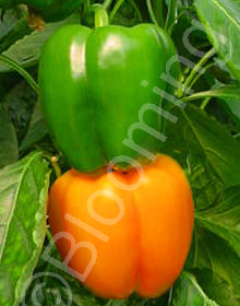 Capsicum annuum 'California Wonder Orange'